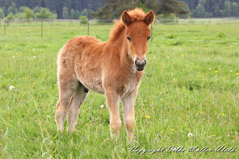 Bjarkar f.jpg - Bjarkar von Heidmoor 3,5 Wochen alt